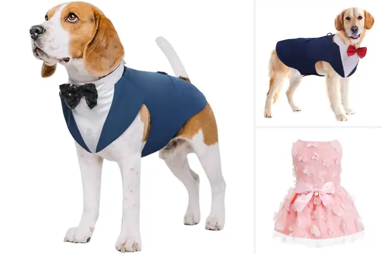 Detailed view of Best Dog Party Wear