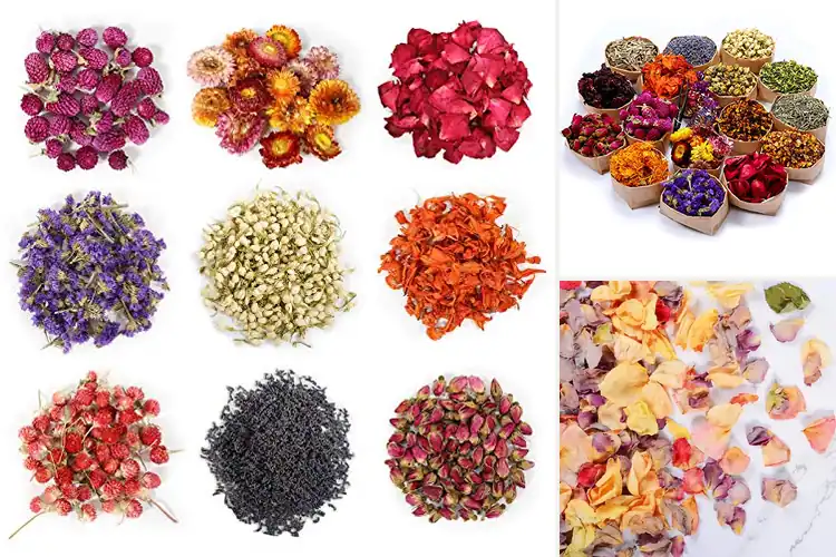 Detailed view of Best Dried Flower Petals
